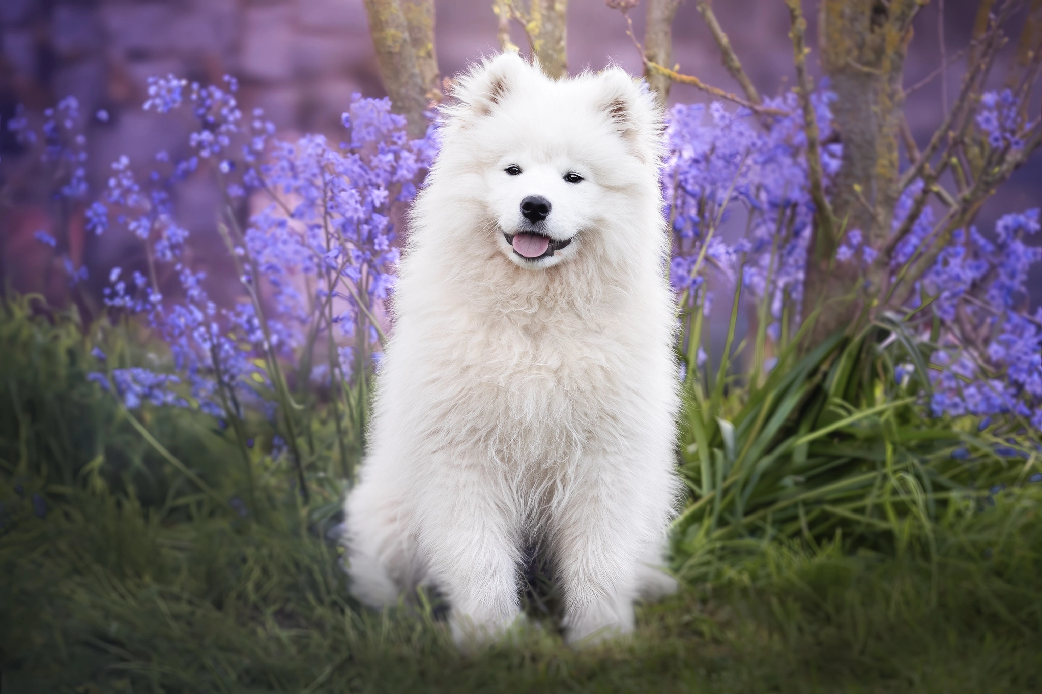 Photographe animalier canin à Amiens — Pawparazzi