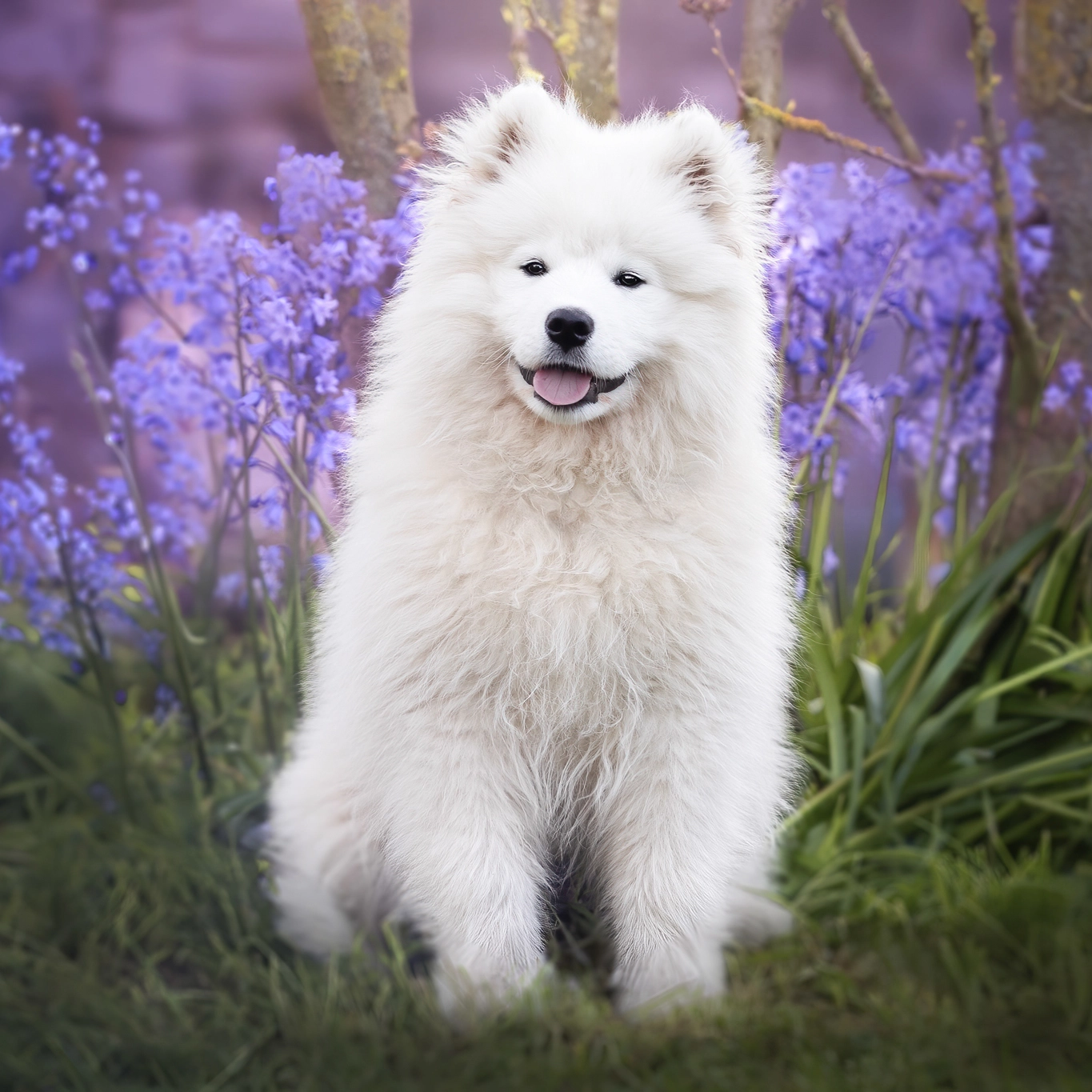 Photographe animalier Amiens — Pawparazzi by &Eacute;lodie de Castro